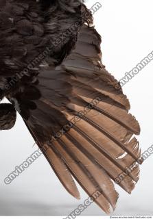 bird skin feather 0018